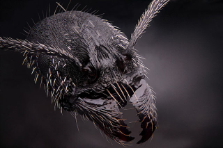 Illustration for article titled The 100 Most Astonishing Images of 2013